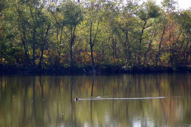 Duck On Pond, Amico Island