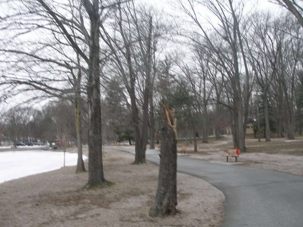 tree with only a trunk