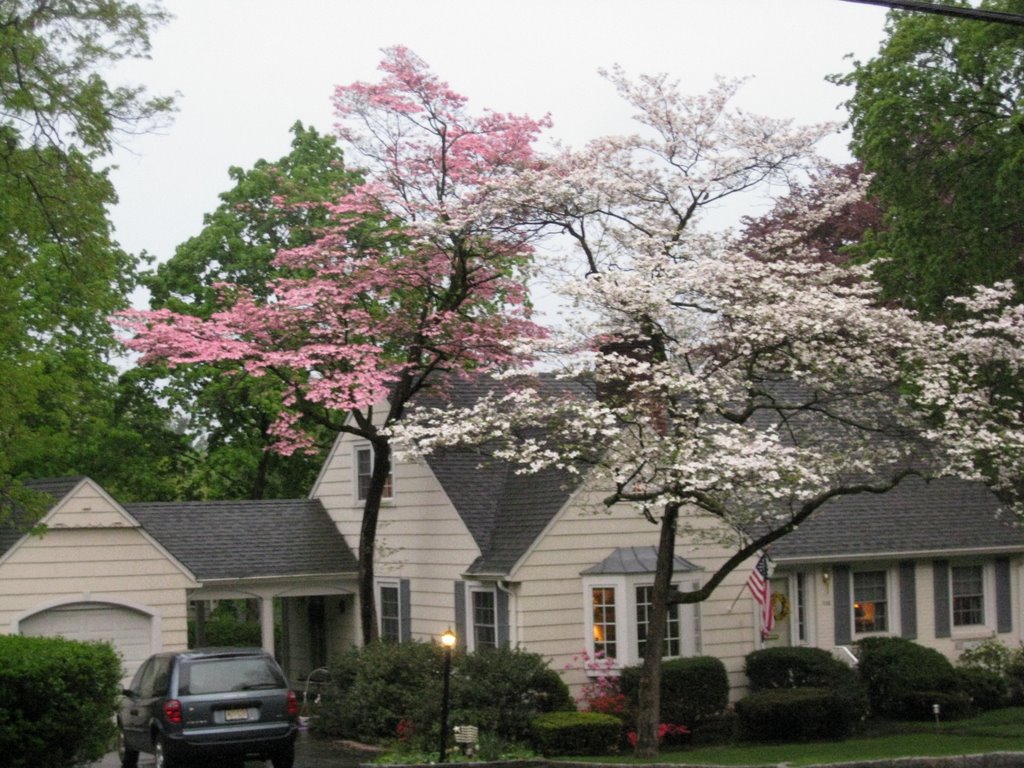 Beautiful Dogwoods on North Franklin Tpke