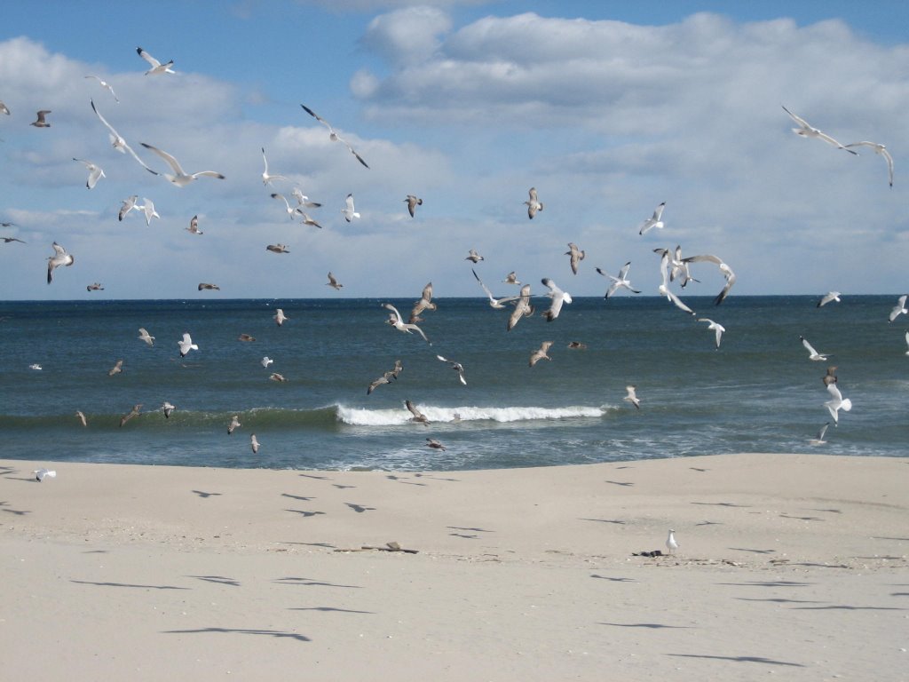 Island Beach State Park