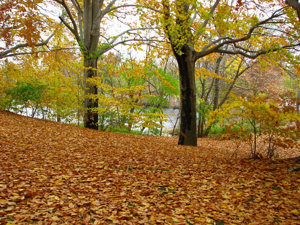 Autumn Canvas