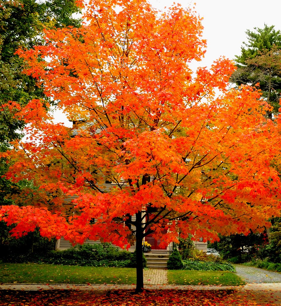 haddonfield