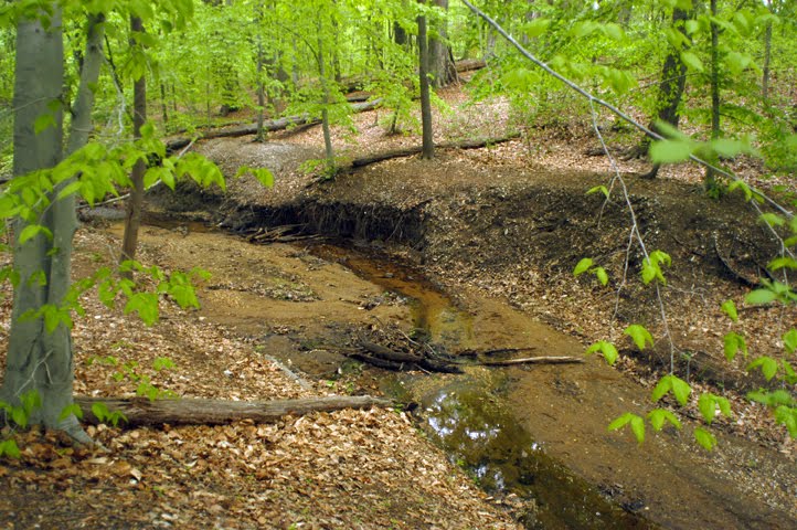Newton Creek, Sadlers Run At Saddlers Woods