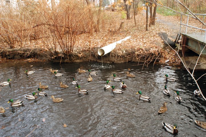 Newton Creek Above Crystal Lake