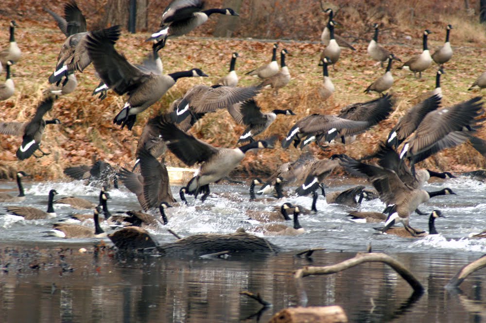 Newton Lake, Canada Geese