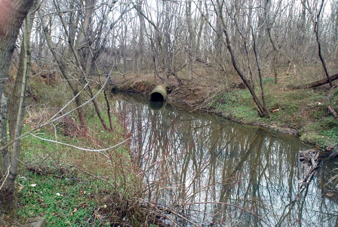 Newton Creek Above Cuthbert Ave.
