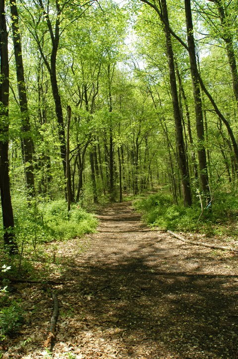 Saddlers Woods Trail