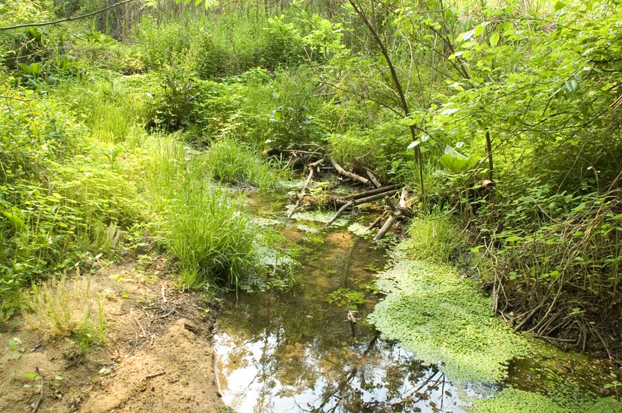 Saddlers Run, Saddlers Woods