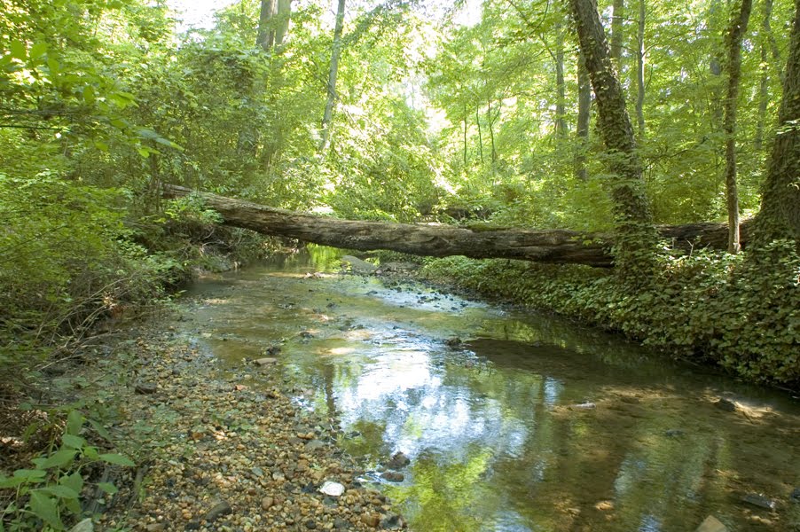 Stream Above Cooper River