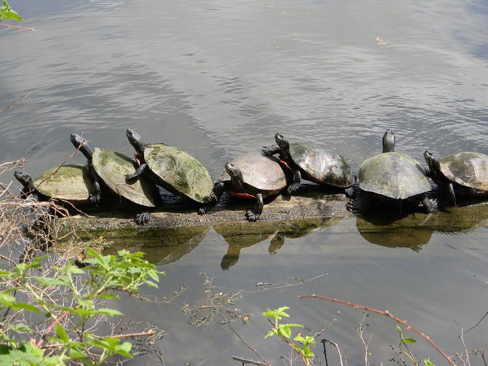 Newton Lake, Red Bellied Turtles