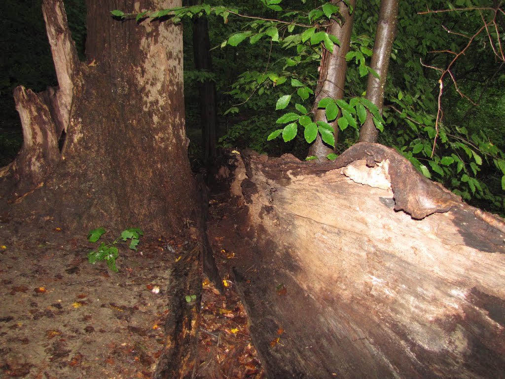 Hopkins Pond Fallen Tree Bark