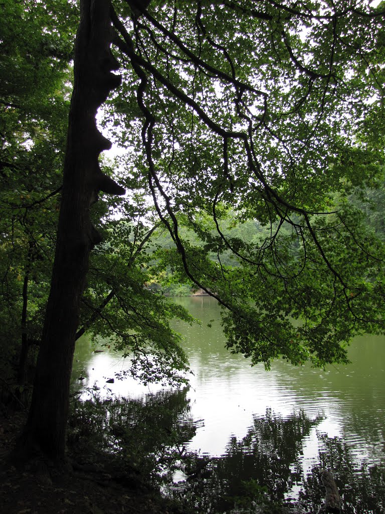 Hopkins Pond & Tree
