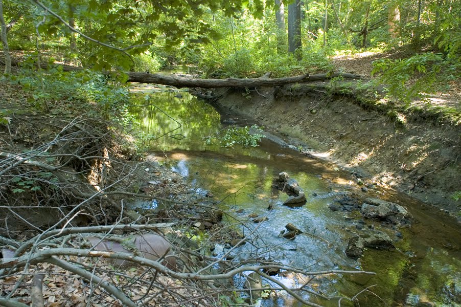 Stream Above Cooper River