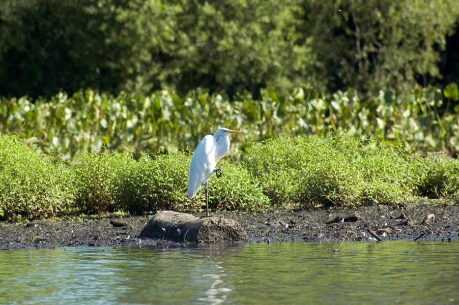 Cooper River Great Egret