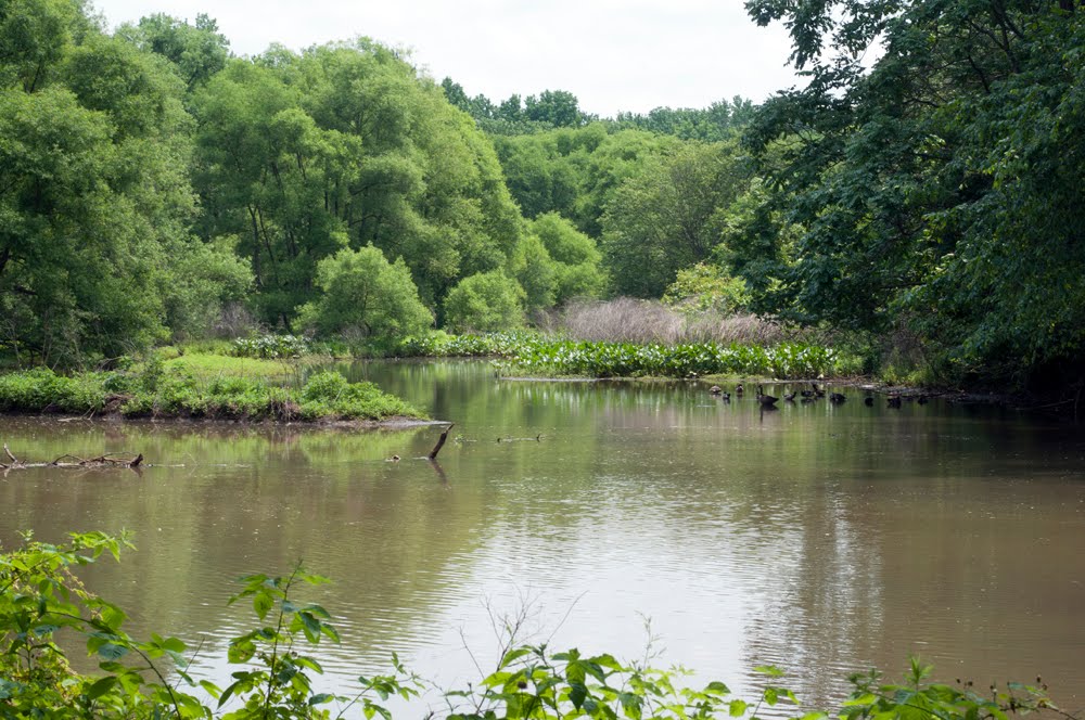 Cooper River Below Grove St