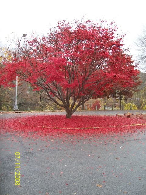 beatiful tree