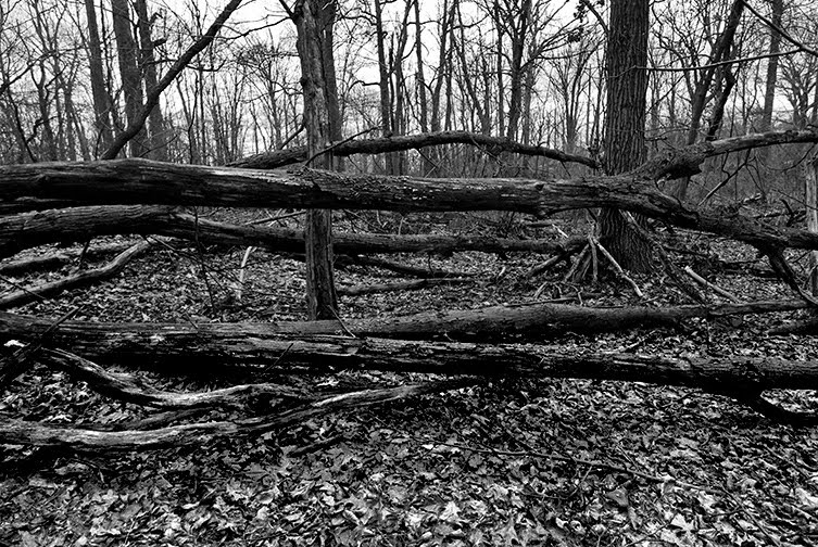 fallen trees