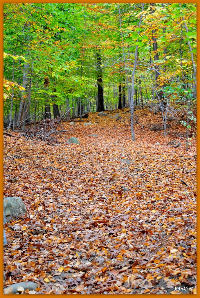 Autumn rhapsody