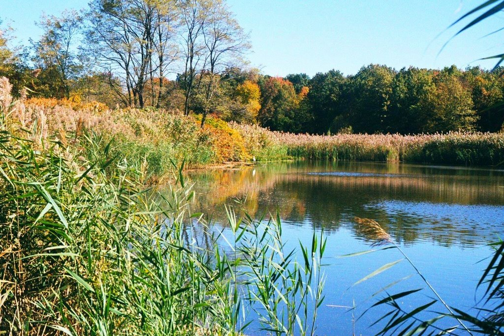 Mariners Marsh