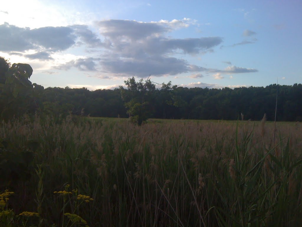 Mariners Harbor Wetland