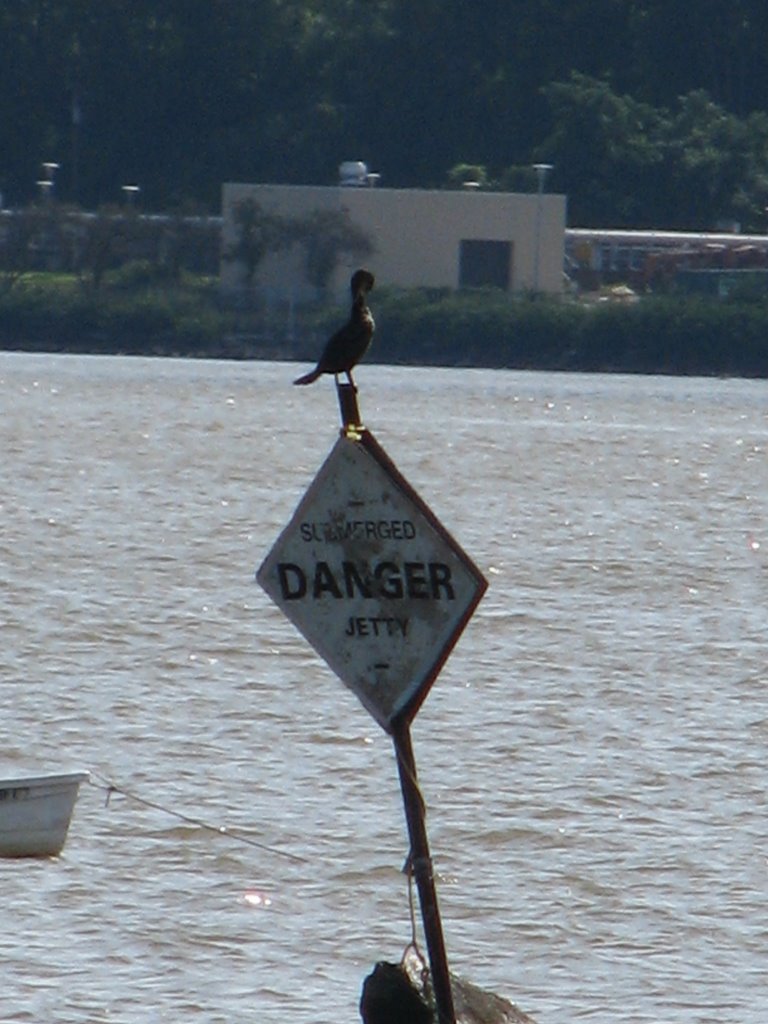 Hudson River Bird