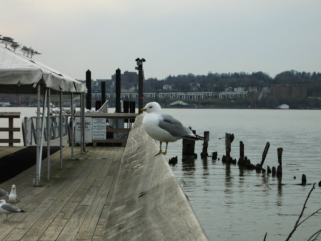 Seagull