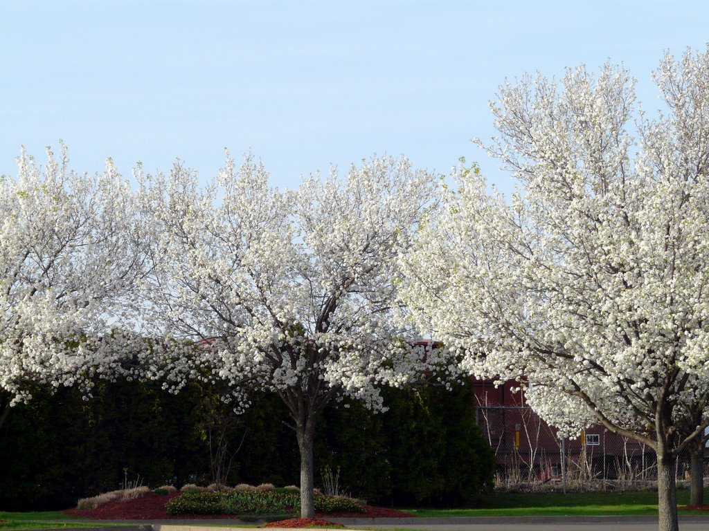 copyrighted__  B-Mets Parking Lot Pear Trees Henry St.