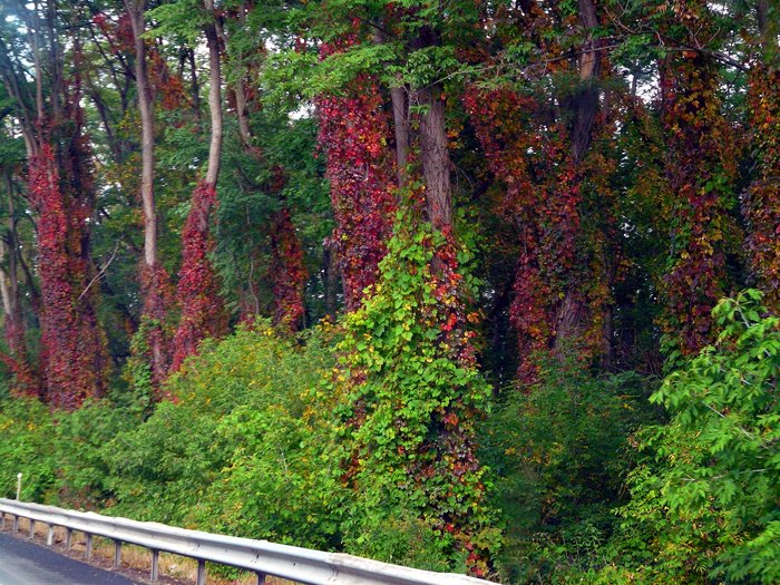 Rt 434 Vestal Pkwy by river in the Fall