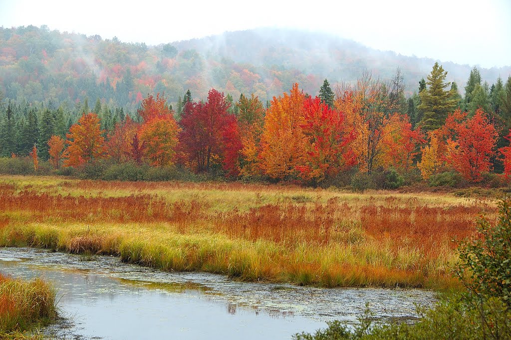Marshes along the Saranac River near Bloomingdale, NY