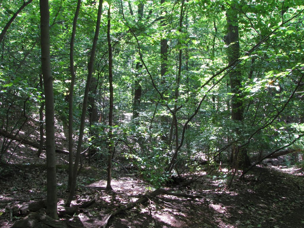 Pinnacle Hill Woods