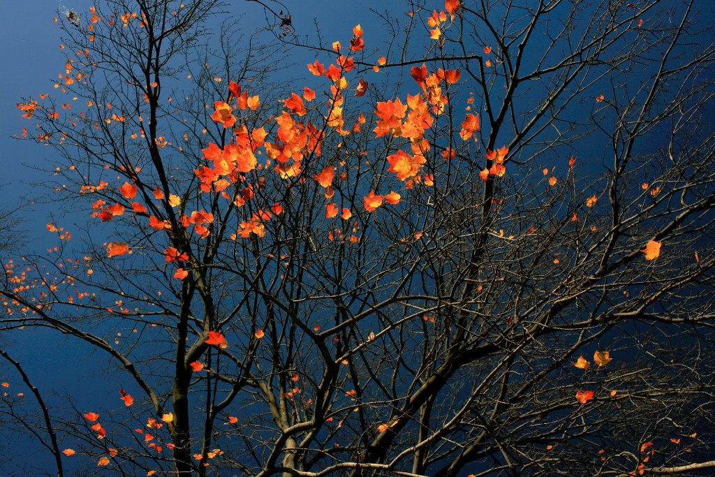 Last few ambers of the autumn fire