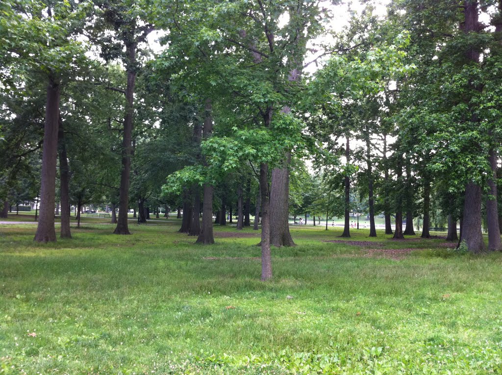 Trees in the park