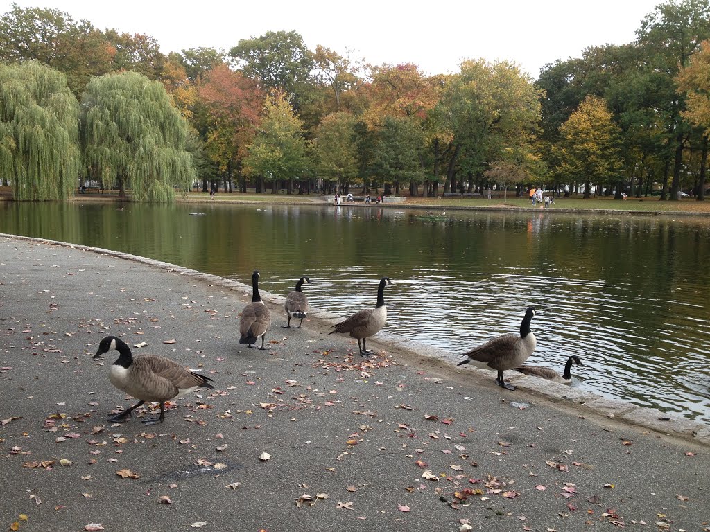 Geese in the Bowne Park