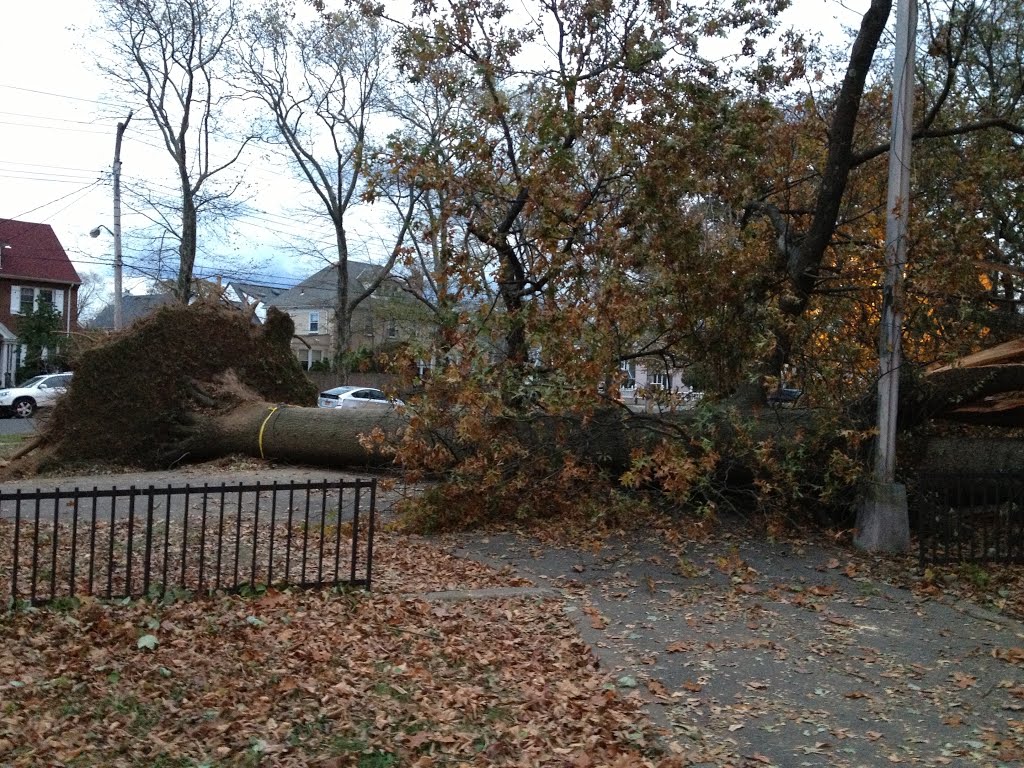 How many trees did Hurricane Sandy damage in New York?