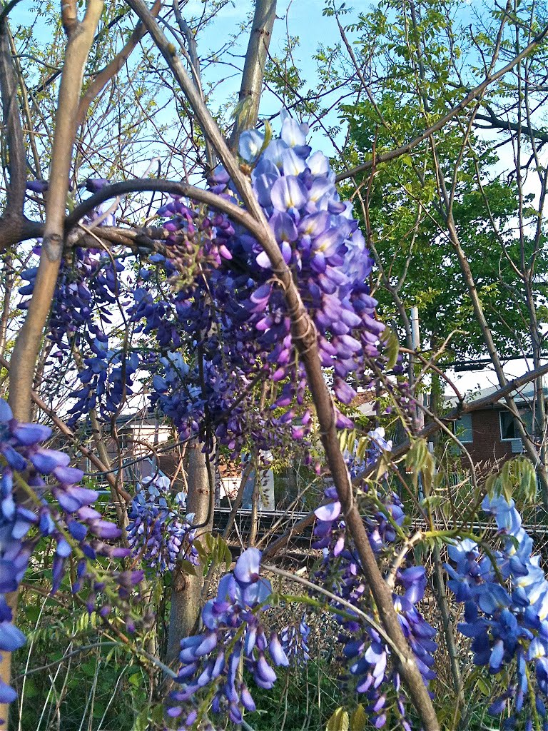 Wisteria by the railroad