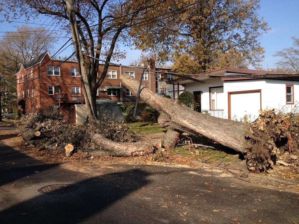 Distoyed lamp and trees in Flushing during Sandys attack