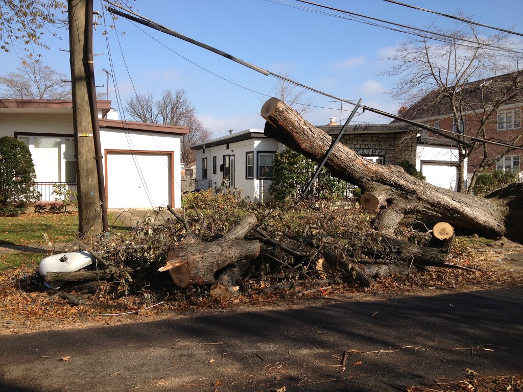 Distoyed lamp and trees in Flushing during Sandys attack
