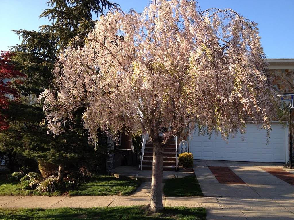 Flowers around the corner