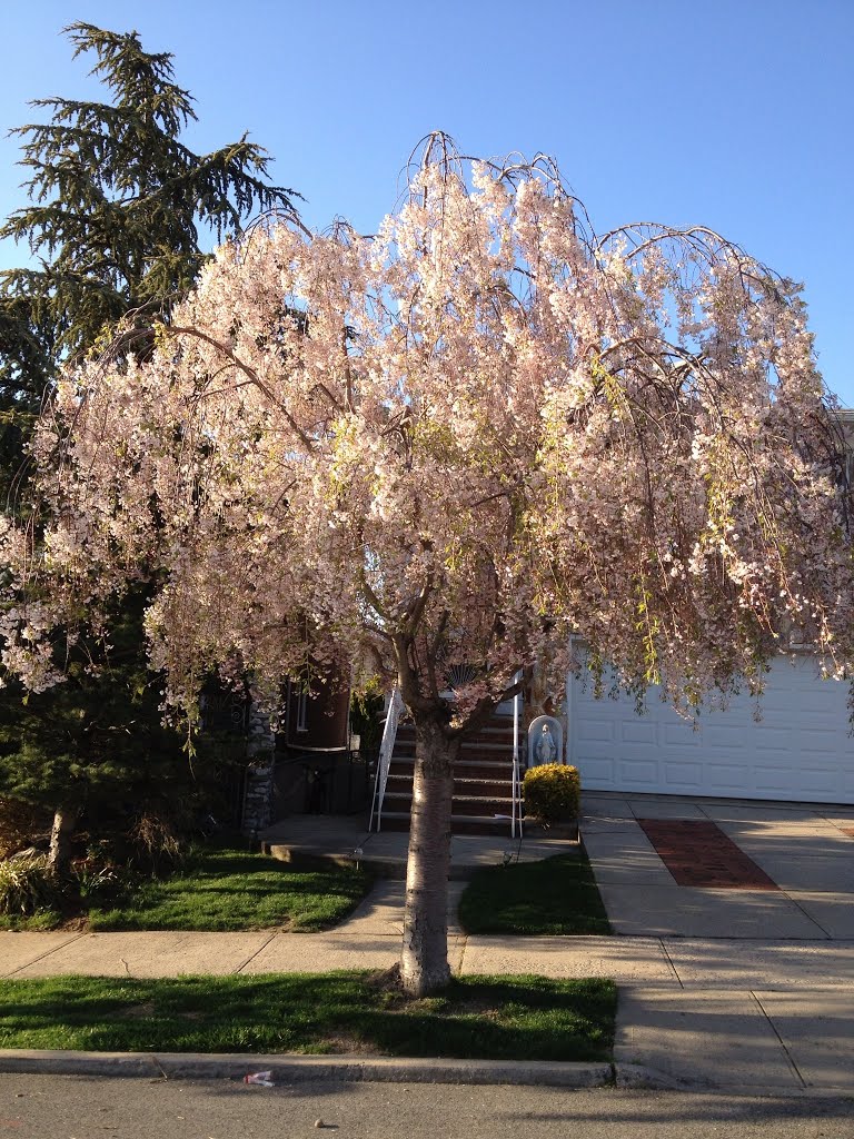 Flowers around the corner
