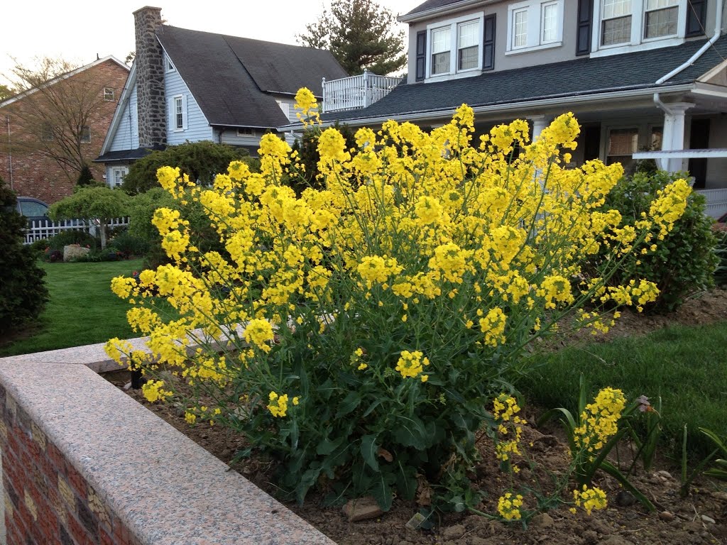 Flowers around the corner