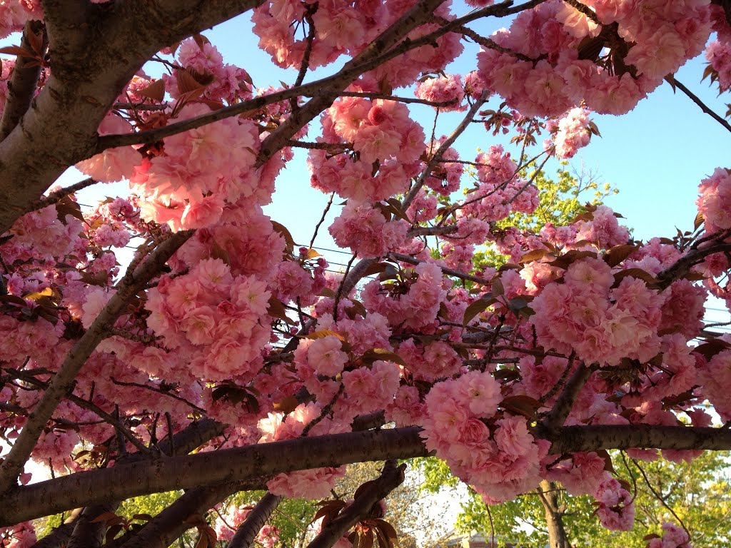 Flowers around the corner