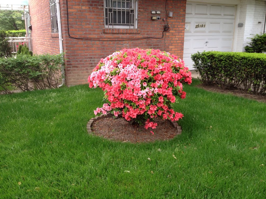 Flowers around the corner