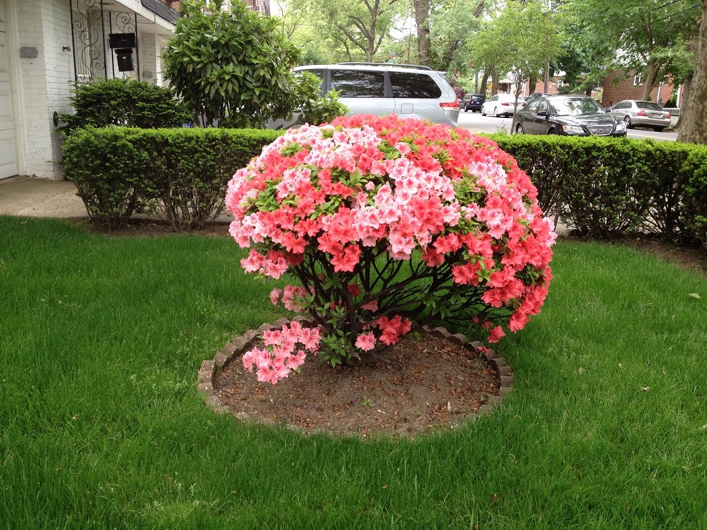 Flowers around the corner