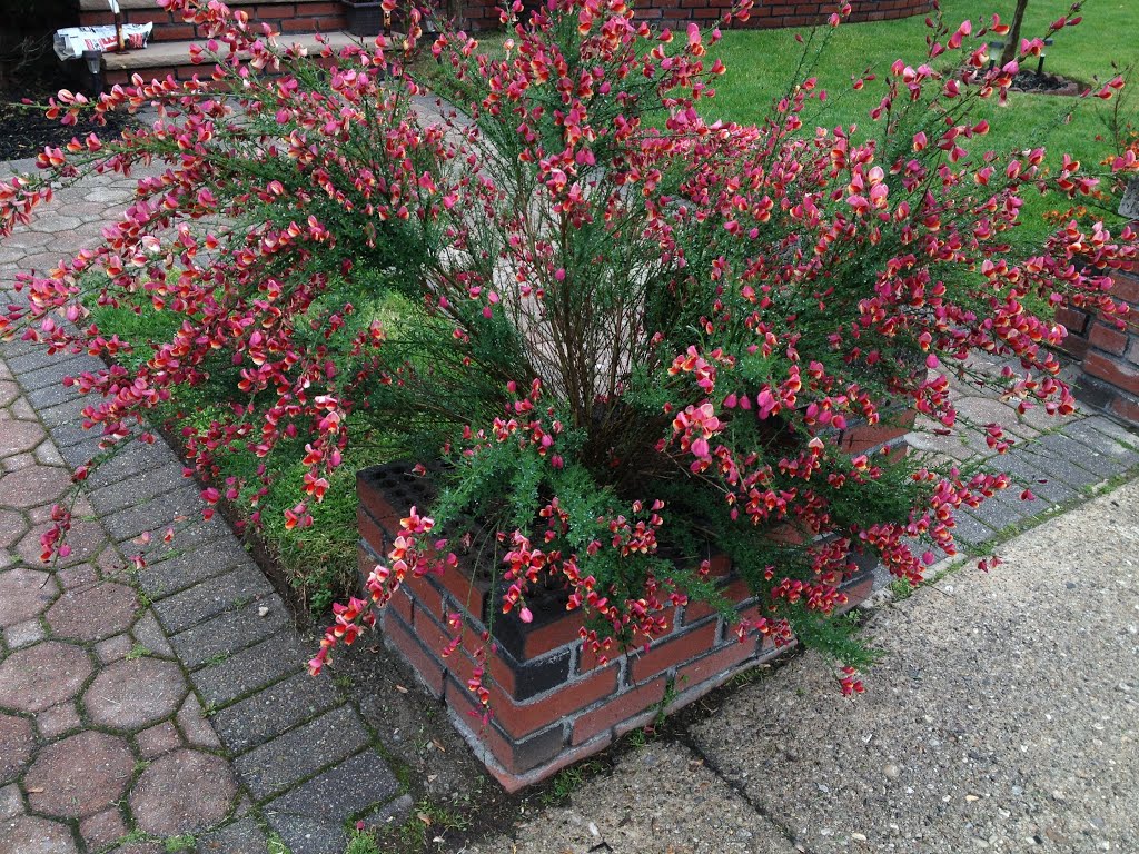 Flowers around the corner