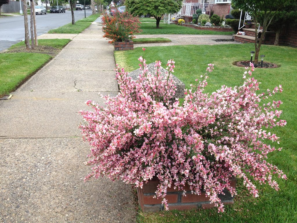 Flowers around the corner