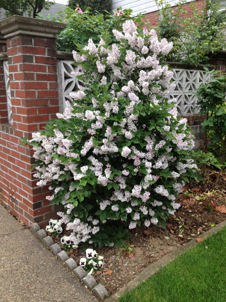 Flowers around the corner
