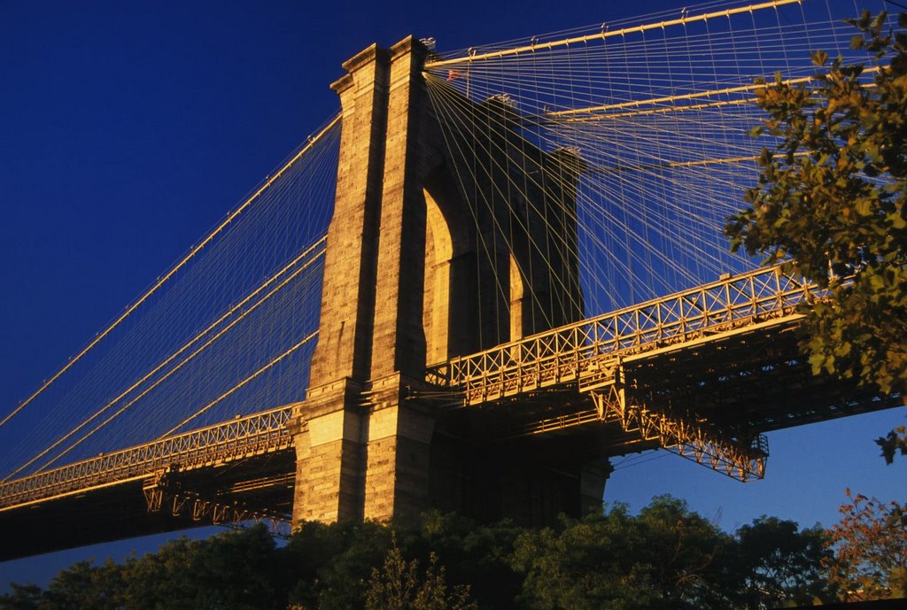 Golden Brooklyn