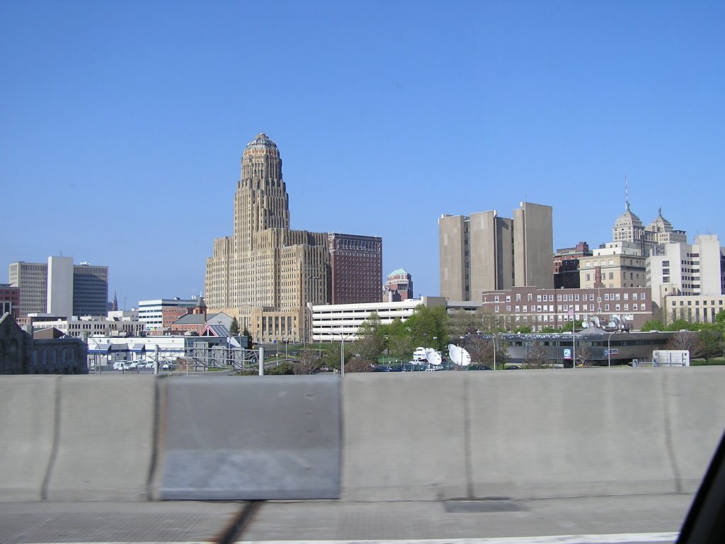 buffalo