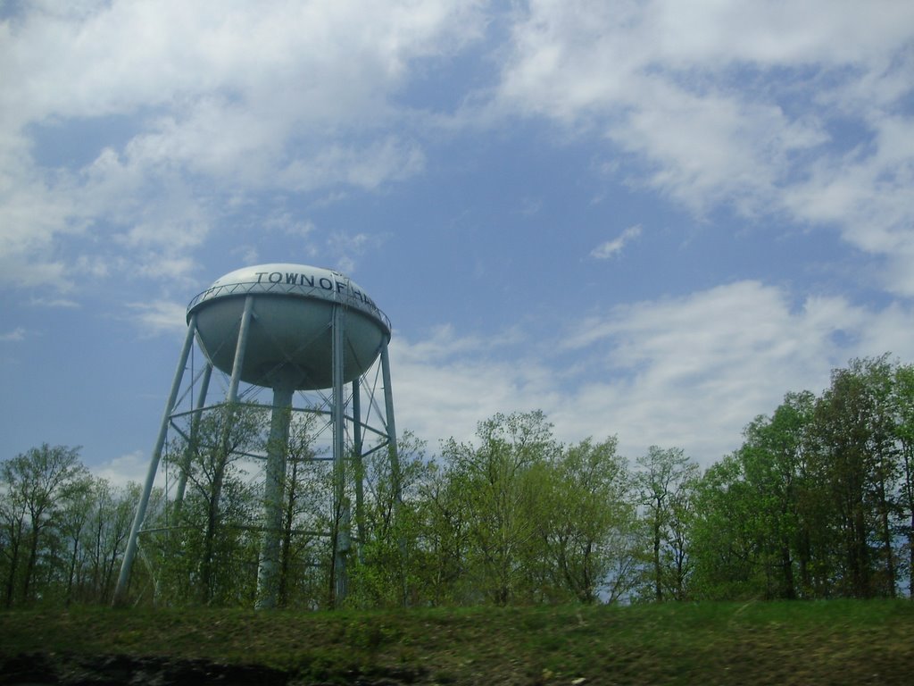 buffalo