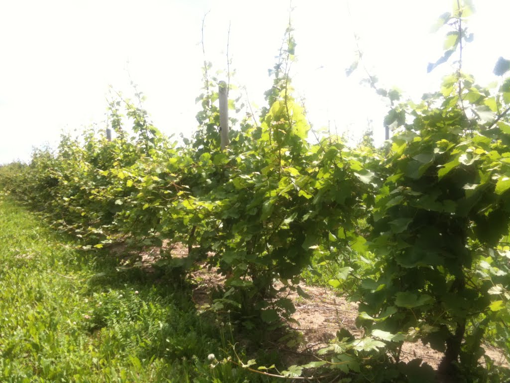 Dalrymple Ovid Vineyard before catch wire
